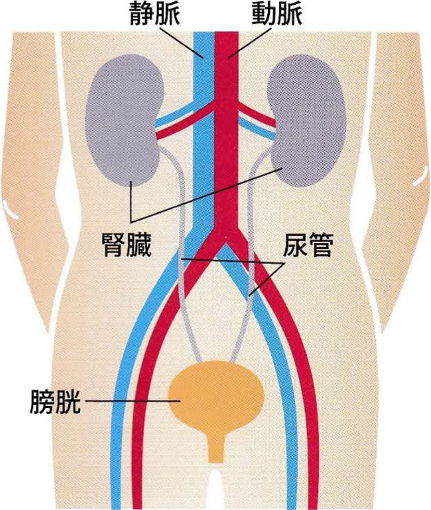 腎臓の位置と大きさ